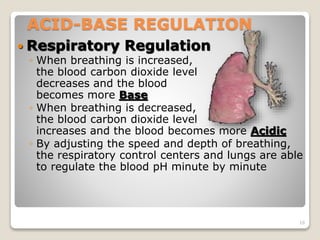 ACID-BASE REGULATION 
 Respiratory Regulation 
◦ When breathing is increased, 
the blood carbon dioxide level 
decreases and the blood 
becomes more Base 
◦ When breathing is decreased, 
the blood carbon dioxide level 
increases and the blood becomes more Acidic 
◦ By adjusting the speed and depth of breathing, 
the respiratory control centers and lungs are able 
to regulate the blood pH minute by minute 
16 
 