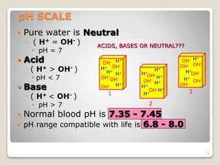 pH SCALE 
 Pure water is Neutral 
◦ ( H+ = OH- ) 
 pH = 7 
 Acid 
◦ ( H+ > OH- ) 
 pH < 7 
 Base 
◦ ( H+ < OH- ) 
 pH > 7 
ACIDS, BASES OR NEUTRAL??? 
OH-OH-OH-OH 
H+ 
H+ 
 Normal blood pH is 7.35 - 7.45 
 pH range compatible with life is 6.8 - 8.0 
27 
OH-OH-OH-OH-OH-OH-H+ 
H+ 
H+ 
H+ 
OH- - 
H+ 
H+ 
OH-OH-OH-H+ 
H+ 
H+ 
H+ 
H+ 
H+ 
H+ 
1 
2 
3 
 