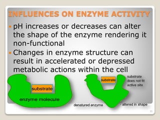 INFLUENCES ON ENZYME ACTIVITY 
 pH increases or decreases can alter 
the shape of the enzyme rendering it 
non-functional 
 Changes in enzyme structure can 
result in accelerated or depressed 
metabolic actions within the cell 
35 
 