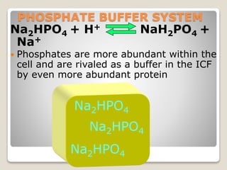 PHOSPHATE BUFFER SYSTEM 
Na2HPO4 + H+ NaH2PO4 + 
Na+ 
 Phosphates are more abundant within the 
cell and are rivaled as a buffer in the ICF 
by even more abundant protein 
45 
Na2HPO4 
Na2HPO4 
Na2HPO4 
 