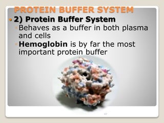 PROTEIN BUFFER SYSTEM 
 2) Protein Buffer System 
◦Behaves as a buffer in both plasma 
and cells 
◦Hemoglobin is by far the most 
important protein buffer 
47 
 