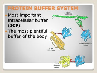PROTEIN BUFFER SYSTEM 
48 
 Most important 
intracellular buffer 
(ICF) 
 The most plentiful 
buffer of the body 
 