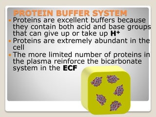 PROTEIN BUFFER SYSTEM 
 Proteins are excellent buffers because 
they contain both acid and base groups 
that can give up or take up H+ 
 Proteins are extremely abundant in the 
cell 
 The more limited number of proteins in 
the plasma reinforce the bicarbonate 
system in the ECF 
49 
 