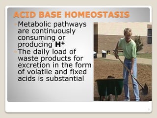 ACID BASE HOMEOSTASIS 
◦Metabolic pathways 
are continuously 
consuming or 
producing H+ 
◦The daily load of 
waste products for 
excretion in the form 
of volatile and fixed 
acids is substantial 
5 
 