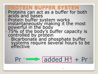 PROTEIN BUFFER SYSTEM 
 Proteins can act as a buffer for both 
acids and bases 
 Protein buffer system works 
instantaneously making it the most 
powerful in the body 
 75% of the body’s buffer capacity is 
controlled by protein 
◦ Bicarbonate and phosphate buffer 
systems require several hours to be 
effective 
Pr - added H+ + Pr - 
54 
 
