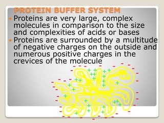 PROTEIN BUFFER SYSTEM 
 Proteins are very large, complex 
molecules in comparison to the size 
and complexities of acids or bases 
 Proteins are surrounded by a multitude 
of negative charges on the outside and 
numerous positive charges in the 
crevices of the molecule 
++ 
+ 
+ 
+ 
55 
- 
- 
+ 
+ 
+ 
+ 
++ 
+ 
+ 
+ 
- 
- - - - 
- 
- 
- 
- - 
- 
- 
- - - - - - - 
- 
- - - 
- 
- 
- 
- 
+ 
++ 
+ 
+ 
- - -- 
+ 
++ + 
+ + 
 