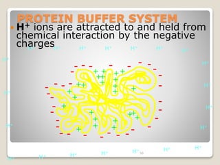 PROTEIN BUFFER SYSTEM 
 H+ ions are attracted to and held from 
chemical interaction by the negative 
charges 
++ 
+ 
56 
- 
- 
++ 
+ 
+ 
+ 
+ 
+ 
+ 
+ 
++ 
+ 
+ 
+ 
- 
- - - - 
- 
- 
- 
- - 
- 
- 
- - - - - - - 
- 
- - - 
- 
- 
- 
- 
+ 
+ 
- - -- 
+ 
++ + 
+ + 
H+ 
H+ 
H+ 
H+ 
H+ 
H+ 
H+ H+ H+ H+ H+ H+ H+ 
H+ 
H H+ H+ H+ H+ H+ H+ + 
 
