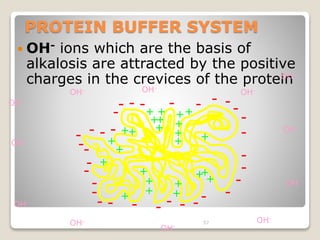 PROTEIN BUFFER SYSTEM 
OH- ions which are the basis of 
alkalosis are attracted by the positive 
charges in the crevices of the protein 
+ 
++ 
+ 
57 
- 
- 
++ 
+ 
+ 
+ 
+ 
+ 
+ 
+ 
++ 
+ 
+ 
+ 
- 
- - - - 
- 
- 
- 
- - 
- 
- 
- - - - - - - 
- 
- - - 
- 
- 
- 
- 
+ 
- - -- 
+ 
++ + 
+ + 
OH-OH-OH-OH-OH-OH-OH-OH-OH-OH 
OH- - 
OH- 
 