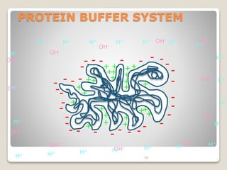 PROTEIN BUFFER SYSTEM 
+ 
++ 
+ 
58 
- 
- 
++ 
+ 
+ 
+ 
+ 
+ 
+ 
+ 
+ 
++ 
+ 
+ 
+ 
- 
- - - - 
- 
- 
- 
- - 
- 
- 
- - - - - - - 
- 
- - - 
- 
- 
- 
- 
+ 
- - -- 
+ 
++ + 
+ 
OH-OH-OH-OH-OH-OH-OH-OH-OH- 
OH-OH-OH- 
H+ 
H+ 
H+ 
H+ 
H+ 
H+ 
H+ H+ H+ H+ H+ H+ H+ 
H+ 
H H+ H+ H+ H+ H+ H+ + 
 
