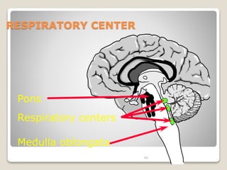 66 
RESPIRATORY CENTER 
Pons 
Respiratory centers 
Medulla oblongata 
 