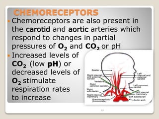 69 
CHEMORECEPTORS 
 Chemoreceptors are also present in 
the carotid and aortic arteries which 
respond to changes in partial 
pressures of O2 and CO2 or pH 
 Increased levels of 
CO2 (low pH) or 
decreased levels of 
O2 stimulate 
respiration rates 
to increase 
 