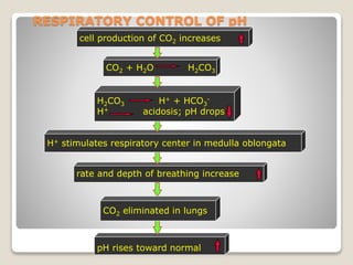 RESPIRATORY CONTROL OF pH 
cell production of CO2 increases 
CO2 + H2O H2CO3 
H2CO3 H+ + HCO3 
H+ stimulates respiratory center in medulla oblongata 
rate and depth of breathing increase 
71 
CO2 eliminated in lungs 
pH rises toward normal 
- 
H+ acidosis; pH drops 
 