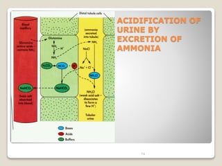 ACIDIFICATION OF 
URINE BY 
EXCRETION OF 
AMMONIA 
74 
 