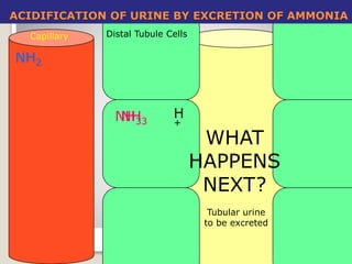 ACIDIFICATION OF URINE BY EXCRETION OF AMMONIA 
75 
Capillary Distal Tubule Cells 
Tubular urine 
to be excreted 
NH2 
H+ 
NH3 
NH3 
WHAT 
HAPPENS 
NEXT? 
 