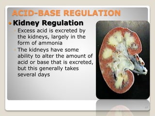 ACID-BASE REGULATION 
 Kidney Regulation 
◦ Excess acid is excreted by 
the kidneys, largely in the 
form of ammonia 
◦ T...