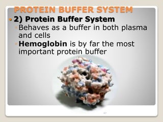 PROTEIN BUFFER SYSTEM 
 2) Protein Buffer System 
◦Behaves as a buffer in both plasma 
and cells 
◦Hemoglobin is by far t...