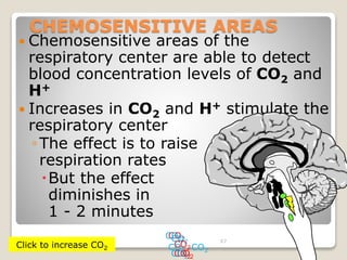 CHEMOSENSITIVE AREAS 
 Chemosensitive areas of the 
respiratory center are able to detect 
blood concentration levels of ...