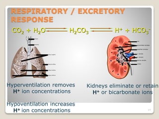 RESPIRATORY / EXCRETORY 
RESPONSE 
CO2 + H2O H2CO3 H+ + HCO3 
- 
77 
Hyperventilation removes 
H+ ion concentrations 
Hypo...