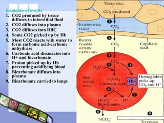 Sequence of events
1. CO2 produced by tissue
diffuses to interstitial fluid
2. CO2 diffuses into plasma
3. CO2 diffuses into RBC
4. Some CO2 picked up by Hb
5. Most CO2 reacts with water to
form carbonic acid-carbonic
anhydrase
6. Carbonic acid dissociates into
H+ and bicarbonate
7. Proton picked up by Hb
preventing acidifying blood
8. Bicarbonate diffuses into
plasma
9. Bicarbonate carried to lungs
 