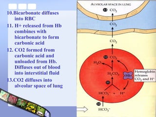 10.Bicarbonate diffuses
into RBC
11. H+ released from Hb
combines with
bicarbonate to form
carbonic acid
12. CO2 formed from
carbonic acid and
unloaded from Hb.
Diffuses out of blood
into interstitial fluid
13.CO2 diffuses into
alveolar space of lung
 