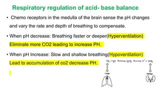 Respiratory regulation of acid- base balance
• Chemo receptors in the medulla of the brain sense the pH changes
and vary the rate and depth of breathing to compensate.
• When pH decrease: Breathing faster or deeper(Hyperventilation)
Eliminate more CO2 leading to increase PH.
• When pH Increase: Slow and shallow breathing(Hypoventilation)
Lead to accumulation of co2 decrease PH.
 