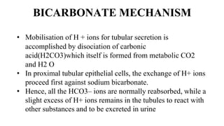 BICARBONATE MECHANISM
• Mobilisation of H + ions for tubular secretion is
accomplished by disociation of carbonic
acid(H2CO3)which itself is formed from metabolic CO2
and H2 O
• In proximal tubular epithelial cells, the exchange of H+ ions
proceed first against sodium bicarbonate.
• Hence, all the HCO3– ions are normally reabsorbed, while a
slight excess of H+ ions remains in the tubules to react with
other substances and to be excreted in urine
 
