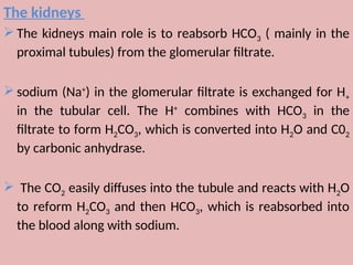 The kidneys
 The kidneys main role is to reabsorb HCO3 ( mainly in the
proximal tubules) from the glomerular filtrate.
 sodium (Na+
) in the glomerular filtrate is exchanged for H+
in the tubular cell. The H+
combines with HCO3 in the
filtrate to form H2CO3, which is converted into H2O and C02
by carbonic anhydrase.
 The CO2 easily diffuses into the tubule and reacts with H2O
to reform H2CO3 and then HCO3, which is reabsorbed into
the blood along with sodium.
 