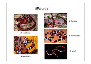 M. corallinus
M. ibiboboca
M. frontalis
M. leminiscatus
M. spixii
Micrurus
 