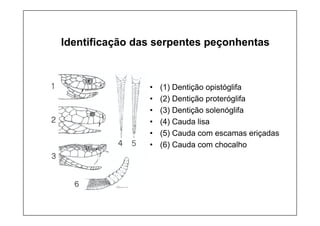 Identificação das serpentes peçonhentas
• (1) Dentição opistóglifa
• (2) Dentição proteróglifa
• (3) Dentição solenóglifa
• (4) Cauda lisa
• (5) Cauda com escamas eriçadas
• (6) Cauda com chocalho
 