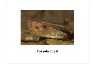 Fosseta loreal
 