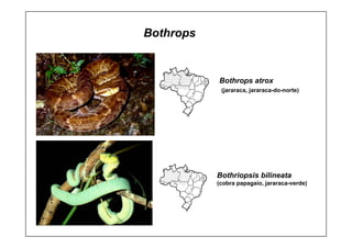 Bothrops atrox
(jararaca, jararaca-do-norte)
Bothriopsis bilineata
(cobra papagaio, jararaca-verde)
Bothrops
 