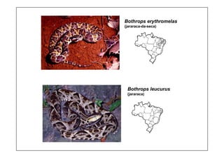 Bothrops erythromelas
(jararaca-da-seca)
Bothrops leucurus
(jararaca)
 