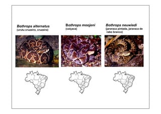 Bothrops alternatus
(urutu cruzeiro, cruzeira)
Bothrops moojeni
(caiçaca)
Bothrops neuwiedi
(jararaca pintada, jararaca de
rabo branco)
 