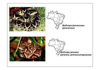 Bothrops jararacussu
(jararacuçu)
Bothrops jararaca
(jararaca, jararaca-preguiçosa)
 