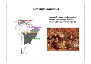 C.d.
C.d. cascavella
cascavella
C.d.
C.d. ruruima
ruruima
C.d.
C.d. colilineatus
colilineatus
C.d.
C.d. terrificus
terrificus
Crotalus durissus
cascavel, cascavel-de-quatro-
ventas, boicininga, maracá,
maracambóia, cobra-de-guizo
 