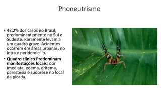 Phoneutrismo
• 42,2% dos casos no Brasil,
predominantemente no Sul e
Sudeste. Raramente levam a
um quadro grave. Acidentes
ocorrem em áreas urbanas, no
intra e peridomicílio.
• Quadro clínico Predominam
manifestações locais: dor
imediata, edema, eritema,
parestesia e sudorese no local
da picada.
 