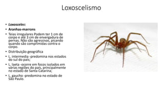 Loxoscelismo
• Loxosceles:
• Aranhas-marrons
• Teias irregulares Podem ter 1 cm de
corpo e até 3 cm de envergadura de
pernas. Não são agressivas, picando
quando são comprimidas contra o
corpo.
• Distribuição geográfica
• L. intermedia -predomina nos estados
do sul do país;
• L. laeta -ocorre em focos isolados em
várias regiões do país, principalmente
no estado de Santa Catarina;
• L. gaucho -predomina no estado de
São Paulo.
 