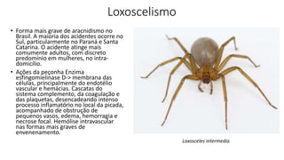 Loxoscelismo
• Forma mais grave de aracnidismo no
Brasil. A maioria dos acidentes ocorre no
Sul, particularmente no Paraná e Santa
Catarina. O acidente atinge mais
comumente adultos, com discreto
predomínio em mulheres, no intra-
domicílio.
• Ações da peçonha Enzima
esfingomielinase D-> membrana das
células, principalmente do endotélio
vascular e hemácias. Cascatas do
sistema complemento, da coagulação e
das plaquetas, desencadeando intenso
processo inflamatório no local da picada,
acompanhado de obstrução de
pequenos vasos, edema, hemorragia e
necrose focal. Hemólise intravascular
nas formas mais graves de
envenenamento.
Loxosceles intermedia
 