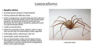 Loxoscelismo
• Quadro clínico:
• A picada quase sempre é imperceptível.
• Forma cutânea 87-98% dos casos.
• Lenta e progressiva, caracterizada por dor, edema e
eritema no local da picada, pouco valorizados pelo
paciente. Os sintomas locais se acentuam nas
primeiras 24-72 h após o acidente, podendo variar
sua apresentação desde:
• Lesão incaracterística
• bolha de conteúdo seroso, edema, calor e rubor,
com ou sem dor em queimação; Lesão sugestiva
• enduração, bolha, equimoses e dor em
• queimação; Lesão característica
• dor em queimação, lesões hemorrágicas focais,
mescladas com áreas pálidas de isquemia (placa
marmórea) e necrose. Geralmente o diagnóstico
éfeito nesta oportunidade.
Loxosceles laeta
 