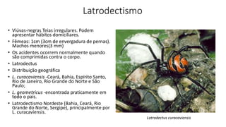 Latrodectismo
• Viúvas-negras Teias irregulares. Podem
apresentar hábitos domiciliares.
• Fêmeas: 1cm (3cm de envergadura de pernas).
Machos menores(3 mm)
• Os acidentes ocorrem normalmente quando
são comprimidas contra o corpo.
• Latrodectus
• Distribuição geográfica
• L. curacaviensis -Ceará, Bahia, Espírito Santo,
Rio de Janeiro, Rio Grande do Norte e São
Paulo;
• L. geometricus -encontrada praticamente em
todo o país.
• Latrodectismo Nordeste (Bahia, Ceará, Rio
Grande do Norte, Sergipe), principalmente por
L. curacaviensis.
Latrodectus curacaviensis
 