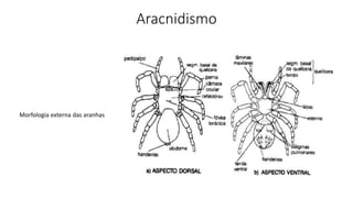 Aracnidismo
Morfologia externa das aranhas
 