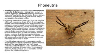 Phoneutria
• Armadeira (também conhecida como aranha-macaco
ou aranha-de-bananeira) é a designação comum às
aranhas do gênero Phoneutria (do grego phoneútria,
"assassina"), da família dos ctenídeos. O nome comum
armadeira vem da sua atitude invariável de ataque,
com as patas dianteiras erguidas.
• Originárias da região sul-americana, com um corpo de
3,5 cm a 5 cm e pernas de até 17 cm de envergadura
(fêmea). São altamente agressivas e peçonhentas, pois
produzem um veneno cujo componente neurotóxico é
tão potente que apenas 0,006 mg é suficiente para
matar um rato. Freqüentemente entram em habitações
humanas à procura de alimento, parceiros sexuais ou
mesmo abrigo, escondendo-se em roupas e sapatos.
Quando incomodadas, picam furiosamente diversas
vezes, e centenas de acidentes envolvendo essas
espécie são registrados anualmente: são responsáveis
por aproximadamente 42% dos casos de picadas por
aracnídeos notificados no Brasil.
• É considerada a aranha mais venenosa do mundo,
devido a potência do seu veneno de ação neurotóxico.
No Brasil, é a segunda aranha que mais causa
acidentes, perdendo apenas para a aranha marron,
porém, ao contrário da Loxosceles, é extremamente
agressiva, razão pela qual não se aconselha nem se
permite sua criação em cativeiro.
 