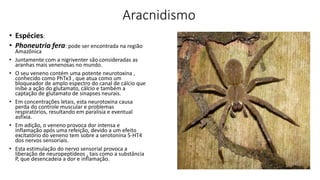 Aracnidismo
• Espécies:
• Phoneutria fera: pode ser encontrada na região
Amazônica
• Juntamente com a nigriventer são consideradas as
aranhas mais venenosas no mundo.
• O seu veneno contém uma potente neurotoxina ,
conhecido como PhTx3 , que atua como um
bloqueador de amplo espectro do canal de cálcio que
inibe a ação do glutamato, cálcio e também a
captação de glutamato de sinapses neurais.
• Em concentrações letais, esta neurotoxina causa
perda do controle muscular e problemas
respiratórios, resultando em paralisia e eventual
asfixia.
• Em adição, o veneno provoca dor intensa e
inflamação após uma refeição, devido a um efeito
excitatório do veneno tem sobre a serotonina 5-HT4
dos nervos sensoriais.
• Esta estimulação do nervo sensorial provoca a
liberação de neuropeptídeos , tais como a substância
P, que desencadeia a dor e inflamação.
 