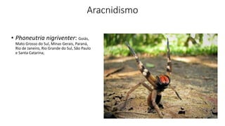 Aracnidismo
• Phoneutria nigriventer: Goiás,
Mato Grosso do Sul, Minas Gerais, Paraná,
Rio de Janeiro, Rio Grande do Sul, São Paulo
e Santa Catarina;
 
