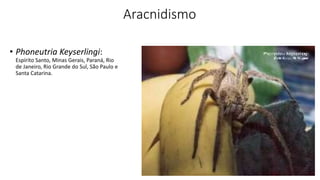 Aracnidismo
• Phoneutria Keyserlingi:
Espírito Santo, Minas Gerais, Paraná, Rio
de Janeiro, Rio Grande do Sul, São Paulo e
Santa Catarina.
 