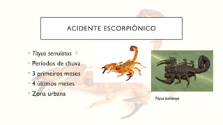 ACIDENTE ESCORPIÔNICO
• Tityus serrulatus 
• Períodos de chuva
• 3 primeiros meses
• 4 últimos meses
• Zona urbana
Tityus bahiensis
 
