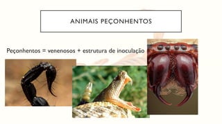 ANIMAIS PEÇONHENTOS
Peçonhentos = venenosos + estrutura de inoculação
 