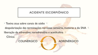 ACIDENTE ESCORPIÔNICO
• Toxina atua sobre canais de sódio 
despolarização das terminações nervosas sensório, motoras e do SNA 
liberação de adrenalina; noradrenalina e acetilcolina 
Clínica:
COLINÉRGICO ADRENÉRGICO
 