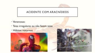 ACIDENTE COM ARACNÍDEOS
• Venenosas:
• Teias irregulares ou não fazem teias
• Hábitos noturnos
 
