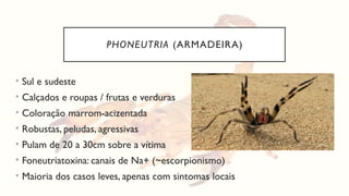 PHONEUTRIA (ARMADEIRA)
• Sul e sudeste
• Calçados e roupas / frutas e verduras
• Coloração marrom-acizentada
• Robustas, peludas, agressivas
• Pulam de 20 a 30cm sobre a vítima
• Foneutriatoxina: canais de Na+ (~escorpionismo)
• Maioria dos casos leves, apenas com sintomas locais
 